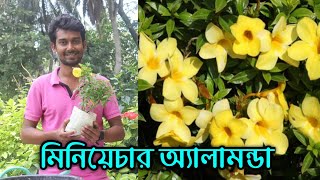 মিনিয়েচার অ্যালামন্ডা প্রতিস্থাপন ও সম্পূর্ণ পরিচর্যা