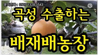 수출하는 배 재배 농원