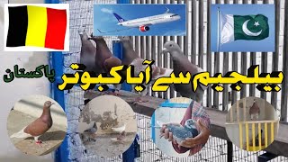 Belgium Sa Ayaaaa Kubutar Vlog #viral  #trending #video  #vlog  #share  #pigeon  #pigeonlover