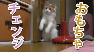 《甘えんぼ猫 ラズリ》電動じゃらしの先っぽ変えてみた！ -ノルウェージャンフォレストキャット-