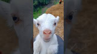 Pronto Agora eu vou comprar um cabrito #viral #shortsyoutube #pets #cabrito