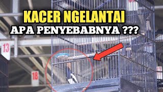 PENYEBAB DAN SOLUSI KACER NGELANTAI SAAT DIGANTANGKAN