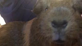 Piggy Has A Ticklish Bum