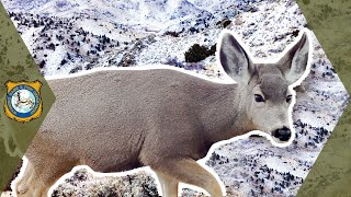Mule Deer Trail Camera Highlights