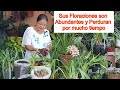 Ingredientes que Funcionan en el cultivo de los Cymbidium 🌿 🏵️🌿// Café y Humus de Lombriz 🪱