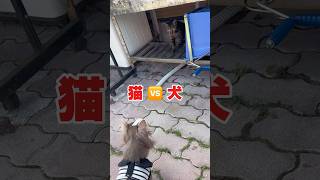 猫が大嫌いな愛犬が可愛すぎるwww #tiktok #shorts