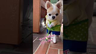 お庭掃除を手伝うチワワさん #shorts #犬 #コスプレ #チワワ #chihuahua #dog