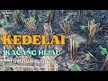 Tanaman Kedelai dan Kacang Hijau 10hst || Tumbuh Subur‼️...