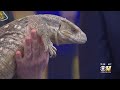 Wild Wednesday: Savannah Monitor