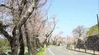 散策 静岡県伊豆の国市 狩野川桜公園