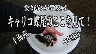 【金魚愛好家ch】 No.13 中国産キャリコ蝶尾の長所短所を説明する！