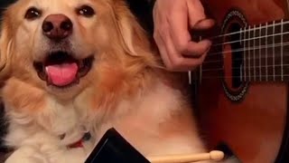 Maple The Dog Wants More Cowbell For Song
