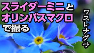 【花言葉】スライダーミニとオリンパスマクロで撮るワスレナグサ