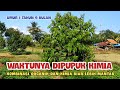 Pemupukan Durian Umur 1 Tahun 9 Bulan Pakai NPK 16.16.16+TE