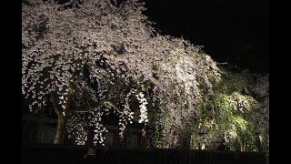 2024年【角館の桜】開花状況　4月19日