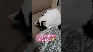 きれい好きなブッちゃんです😽