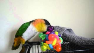 Archie The Caique Playing And Hopping