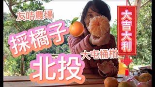 北投採橘子🍊 大屯桶柑園/友咭農場