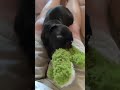 Baby pug versus plushie