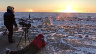 Amazing Close-Up Polar Bear Encounter