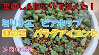 【多肉植物】虹の玉　ビアホップ　新玉綴り　ミリナエ　パラグアイエンセ　葉挿し\u0026胴切りで増えた!