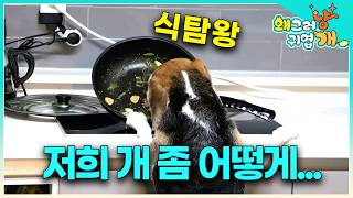 그래, 이득이야 이득! 음식 앞 참을 수 없는 비글의 무아지경 대 환장 파티ㅋㅋㅋ│#왜그러냥귀엽개
