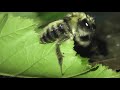 ИНСЕКТАРИЙ 105. Шмель Изменчивый bombus humilis