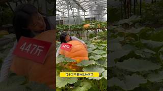 Giant Pumpkin Giant Big Pumpkin giantpumpkin巨型南瓜 巨型大南瓜#巨型南瓜