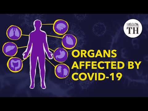 What are the organs most affected by COVID‐19?