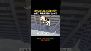 셀프세차보다 세정력이 약해도 노터치 자동세차를 하는 이유