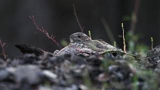 Common Nighthawk distraction display