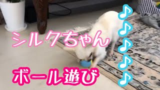 🔵🔴【チワワ シルク】シルクちゃんボール遊び！【ボール遊び】【チワワ】【犬人気】【ペット癒し】