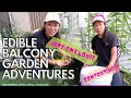 EDIBLE BALCONY GARDEN IN JAKARTA | EXCITING FINDS & CLUELESS COMPOSTING