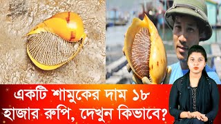 এক শামুকের দাম ১৮ হাজার রুপি দেখুন কিভাবে | আজব খবর | Ajob Khobor