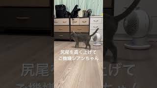 尻尾を高く上げてご機嫌なのですが... #ロシアンブルー #猫