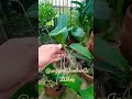 Menumbuhkan akar anakan anggrek bulan, koleksi anggrek Jember Az Zahra #orchid #garden #nature