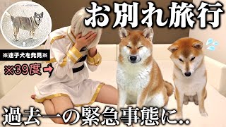 【迷子犬に遭遇..】離れて暮らす柴犬こまちゃん達との旅行が予想外のハプニング\u0026癒しの回になりました。「飼い主..熱暴走する」