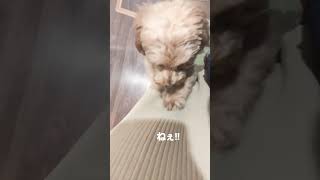 必死になって飼い主を呼んでます#shorts #犬#わんこ