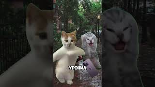 Котик Подрался с Везением!😱 подпишись👇