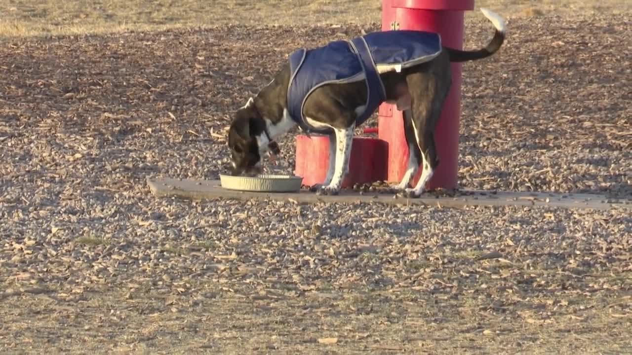 Potential Cases Of Mystery Dog Illness Reported In Montana - YouTube