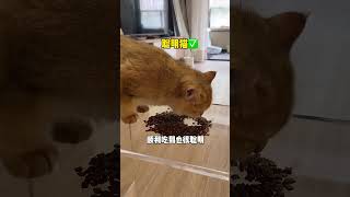 【牛奶是只猫】小老三终于聪明一次了？？？？？？