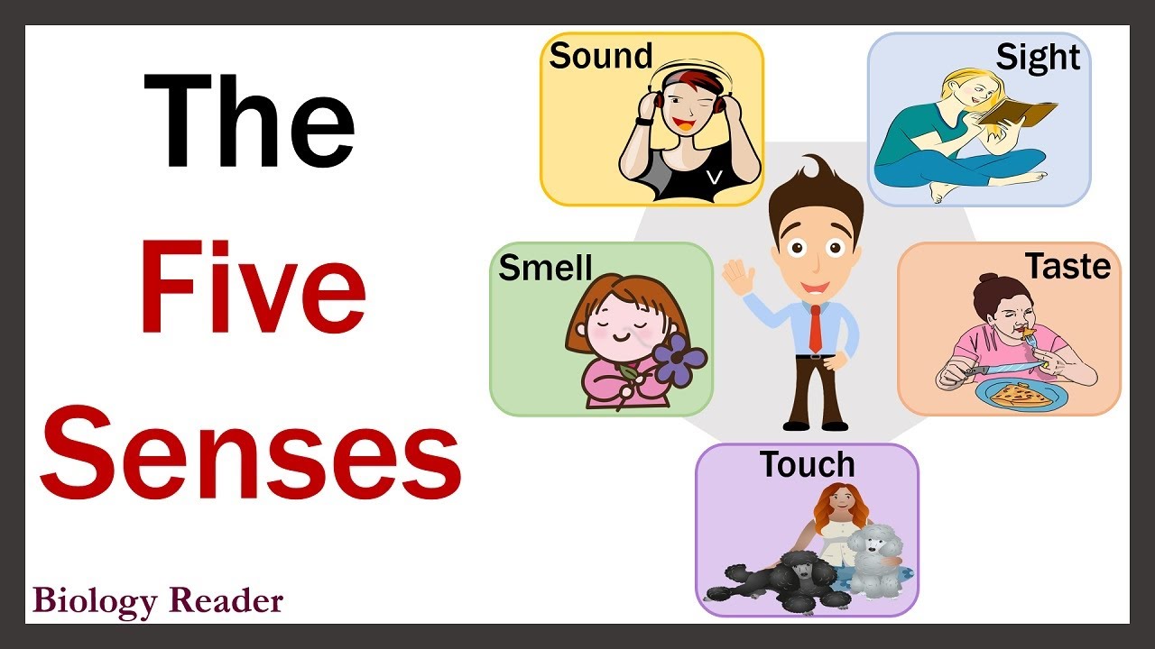 The Five Senses | Sense Organs - YouTube