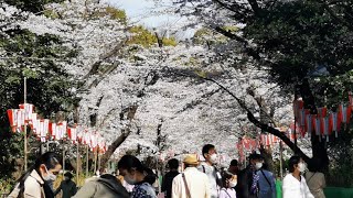 Sakura in Full Bloom in Ueno and Yanaka Cemetery (1080p)| JAPAN LIVE STREAMS 2022