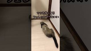 大好きなママを待っているフェレットがかわいい#癒し #animals #ペット #動物 #ferret