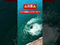 ⚠️閲覧注意⚠️ 鮫 サメ 海 ダイビング シュノーケル shark sharks バディ ドッキリ いたずら ダイバー diving シュノーケル shorts