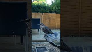 A beautiful starling on the bird bath 😍 #wildbirds #gardenbirds #ukbirds #birds #birdbath #uk