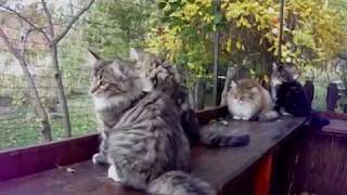 #NorwegianForestCat #NorvégErdeiMacska ❇ The Fargo kittens ❇ Outdoor with Hedda ❇