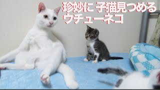 ウチューネコ兄弟、共に築いた6年半の絆 My spacecat brothers