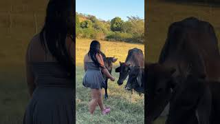 Cuidando de las VACAS en el RANCHO