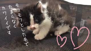 《里親さん決定しました(＊^ ^＊) 》2022.6.10 子猫の里親募集 No.C328856-1 《福島県より》